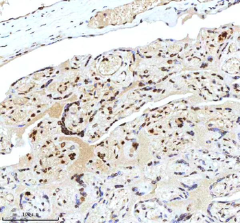 Histone H3 HIST1H3A/B/C/D/E/F/G/H/I/J Antibody