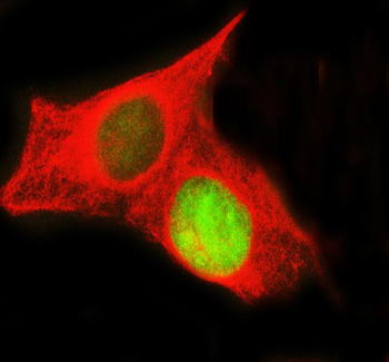 Histone H3 HIST1H3A/B/C/D/E/F/G/H/I/J Antibody