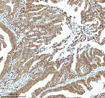 Histone H3 HIST1H3A/B/C/D/E/F/G/H/I/J Antibody