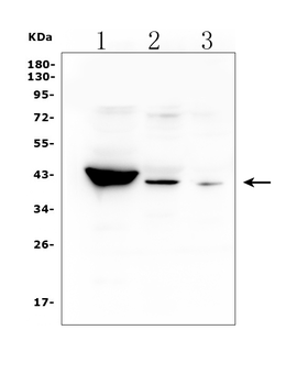 HSD3B1 Rabbit Polyclonal Antibody