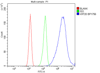 Cytokeratin 20/Krt20 Antibody