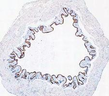 Cytokeratin 20/Krt20 Antibody