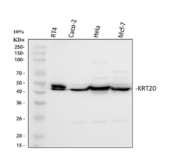 Cytokeratin 20/Krt20 Antibody