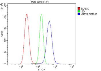 Cytokeratin 20/Krt20 Antibody