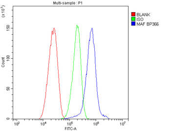 c-Maf/MAF Antibody