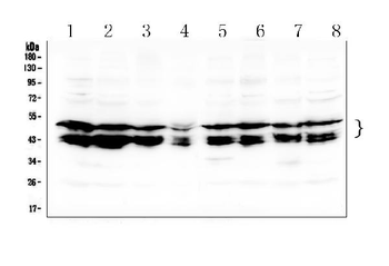 c-Maf/MAF Antibody