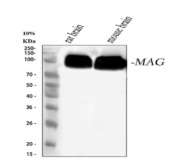 MAG Antibody