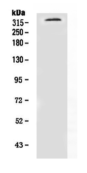 Neurofibromin/NF1 Antibody