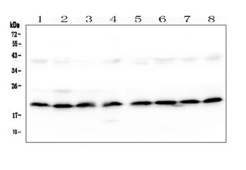 SKA2 Rabbit Polyclonal Antibody