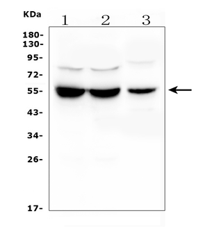 UGT1A6 Rabbit Polyclonal Antibody