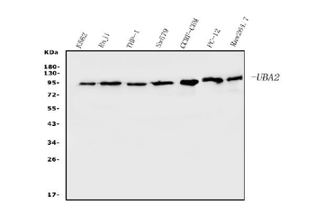SAE2/UBA2 Antibody (monoclonal, 5B13)