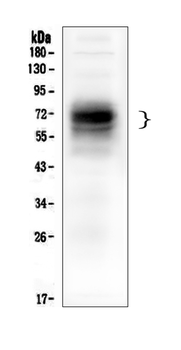 CD46 Mouse Monoclonal Antibody