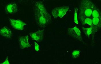 HMG4 Antibody (monoclonal, 8H9)