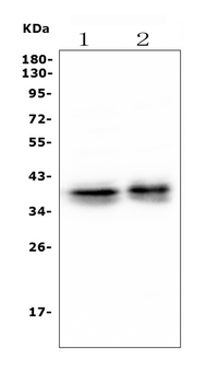 Musashi 1/Msi1 Antibody (monoclonal, 2B9)