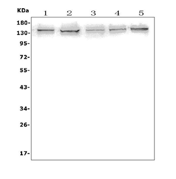 AXL Antibody