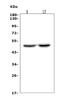 DRD4 Rabbit Polyclonal Antibody