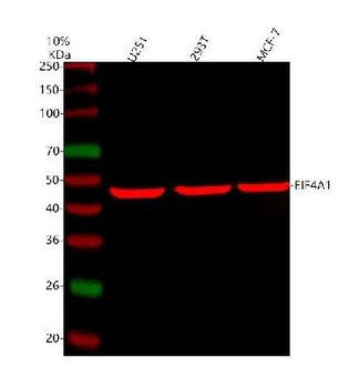EIF4A1 Rabbit Polyclonal Antibody