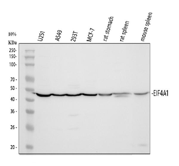 EIF4A1 Rabbit Polyclonal Antibody
