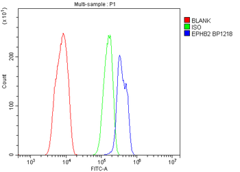 Eph receptor B2/EPHB2 Antibody