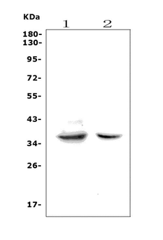 Fas Rabbit Polyclonal Antibody