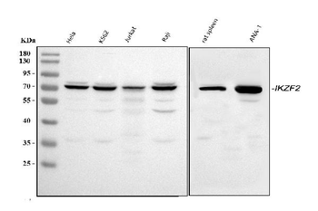 ZNFN1A2/HELIOS/IKZF2 Antibody