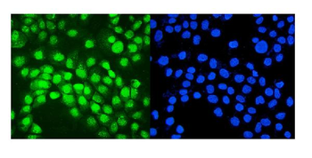 IRF1 Rabbit Polyclonal Antibody
