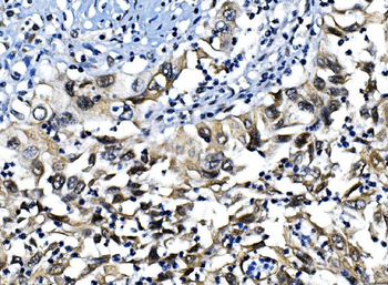 IRF1 Rabbit Polyclonal Antibody