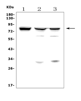 MASP2 Rabbit Polyclonal Antibody