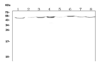 LOX 1/Olr1 Rabbit Polyclonal Antibody