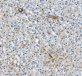 CD31/Pecam1 Antibody