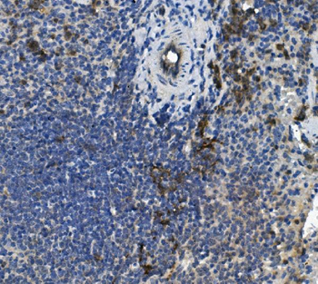 Scramblase 1/PLSCR1 Rabbit Polyclonal Antibody