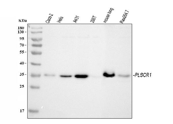 Scramblase 1/PLSCR1 Rabbit Polyclonal Antibody