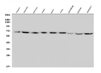 GLUT9/SLC2A9 Rabbit Polyclonal Antibody