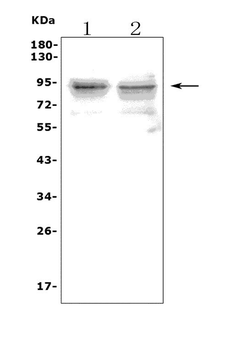 Toll-like receptor 1 TLR1 Rabbit Polyclonal Antibody