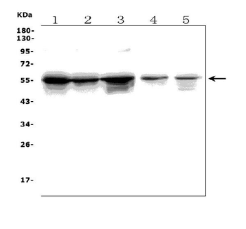 TLR1 TRIM6 Rabbit Polyclonal Antibody