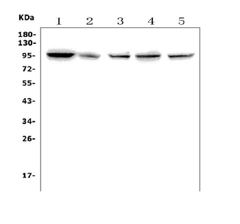 TTK/Mps1/TTK Rabbit Polyclonal Antibody