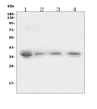 XRCC2 Rabbit Polyclonal Antibody