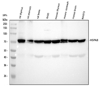 Hsc70 Antibody (monoclonal, 3B6)