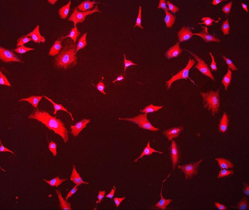 Hsc70 Antibody (monoclonal, 3B6)