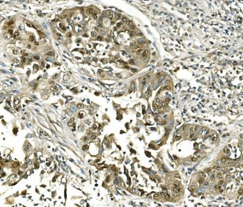 Hsc70 Antibody (monoclonal, 3B6)