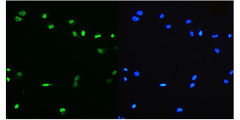 PTBP1 Antibody (monoclonal, 3H12)