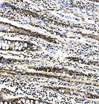 PTBP1 Antibody (monoclonal, 3H12)