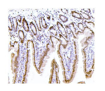 PTBP1 Antibody (monoclonal, 3H12)