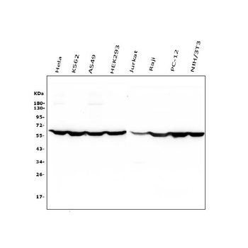 PTBP1 Antibody (monoclonal, 3H12)
