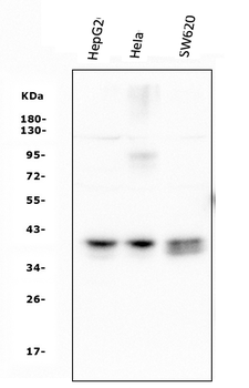 ATF1 Mouse Monoclonal Antibody