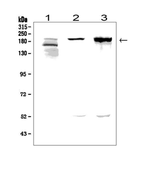 Agrin/AGRN Rabbit Polyclonal Antibody