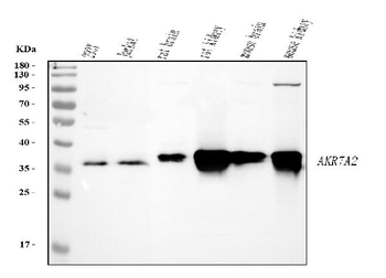 AKR7A2 Picoband® Rabbit Polyclonal Antibody