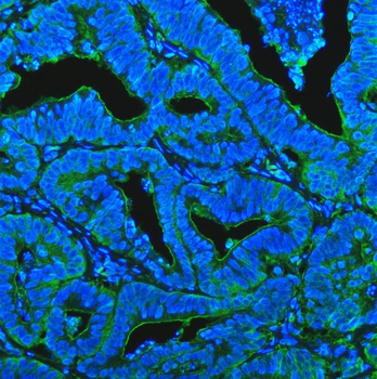 CD13/Anpep Antibody