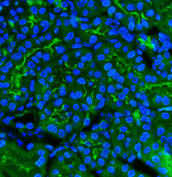 CD13/Anpep Antibody