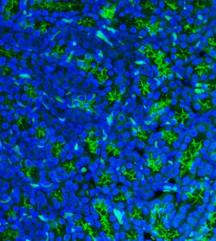 CD13/Anpep Antibody